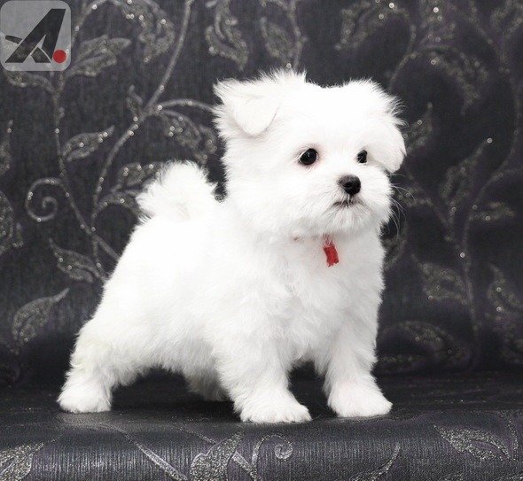 Adorable Maltese Puppies Looking for Loving Homes