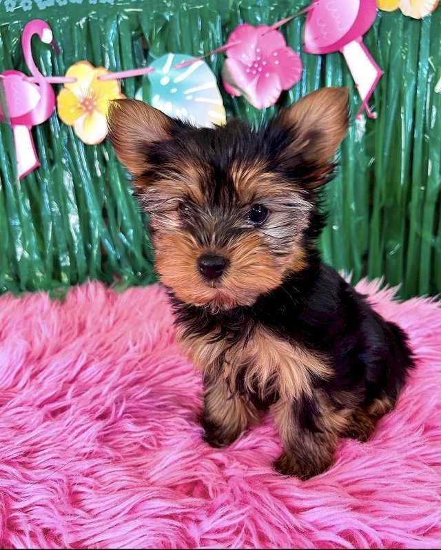 Precious Yorkie Puppies Ready for Loving Homes