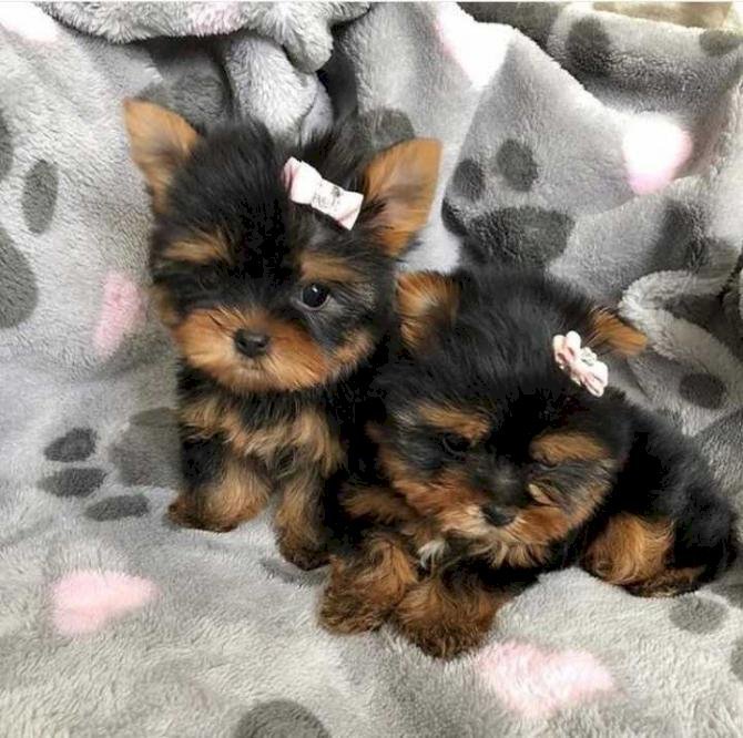 Charming Yorkie Puppies Searching for Forever Homes